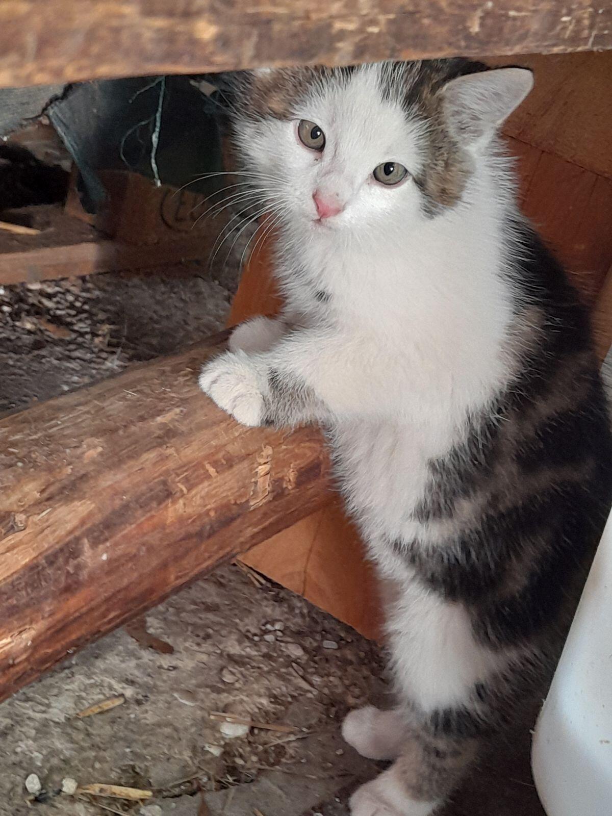 Babykatze zu verkaufen 1