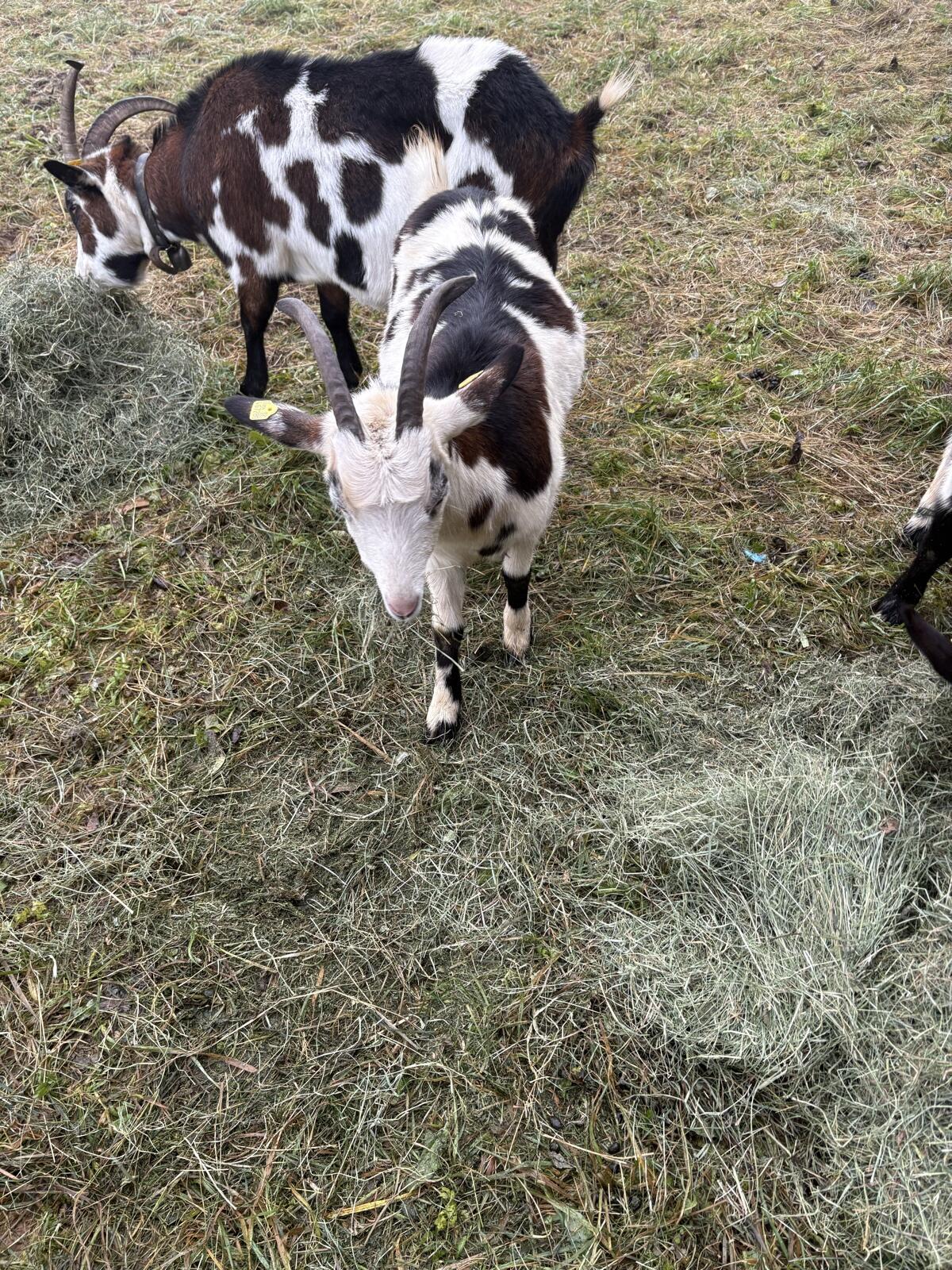 Nicht HB-fähige Tauernscheck-Ziege 3
