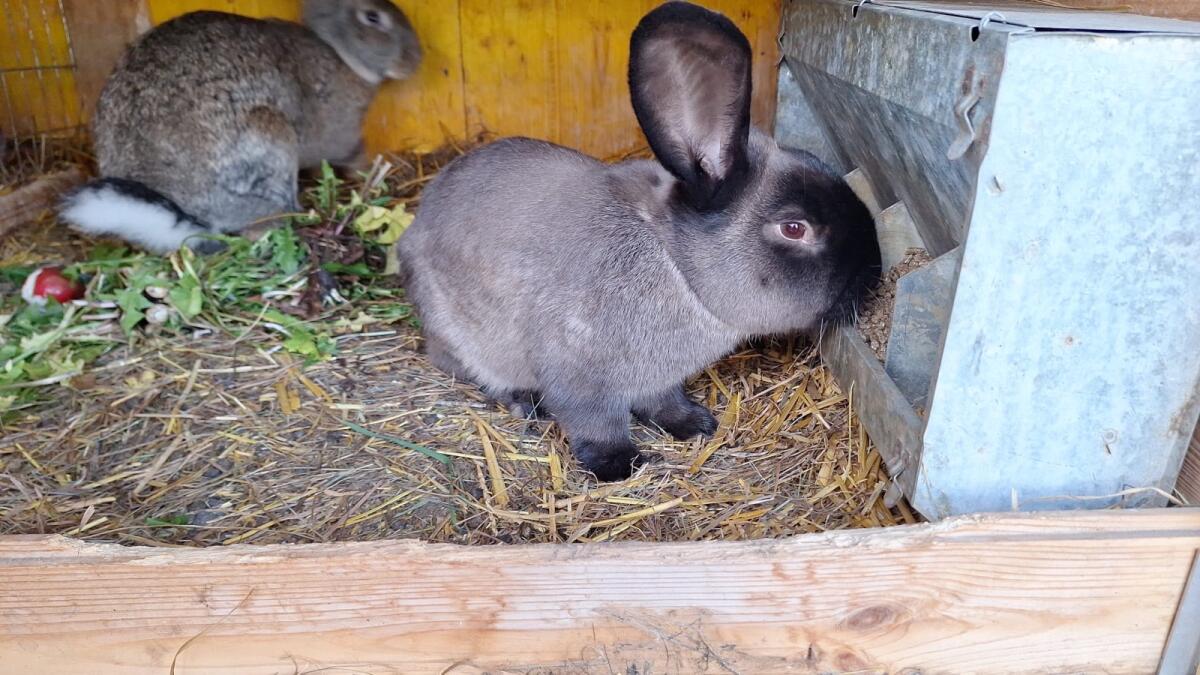 Riesen Mixe (viele Farben) 1