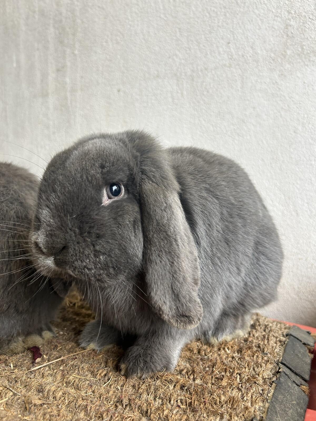 Zwerghasen zu verkaufen 3