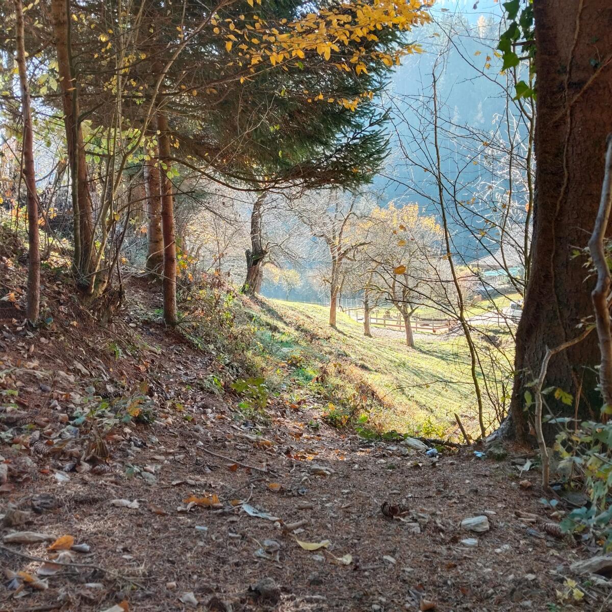 Einstellplätze in ganzjähriger, naturnaher Weidehaltung 3