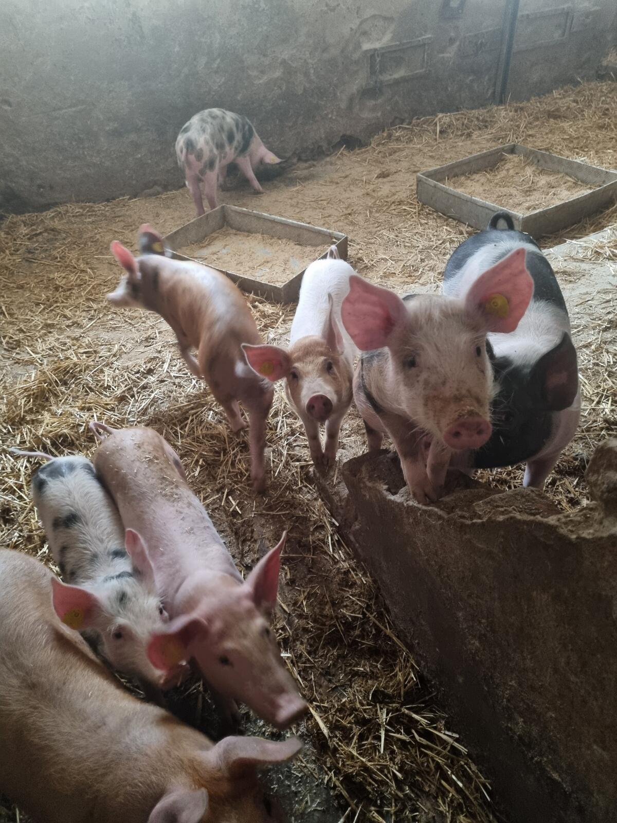 Duroc x SH Ferkel zu verkaufen 1