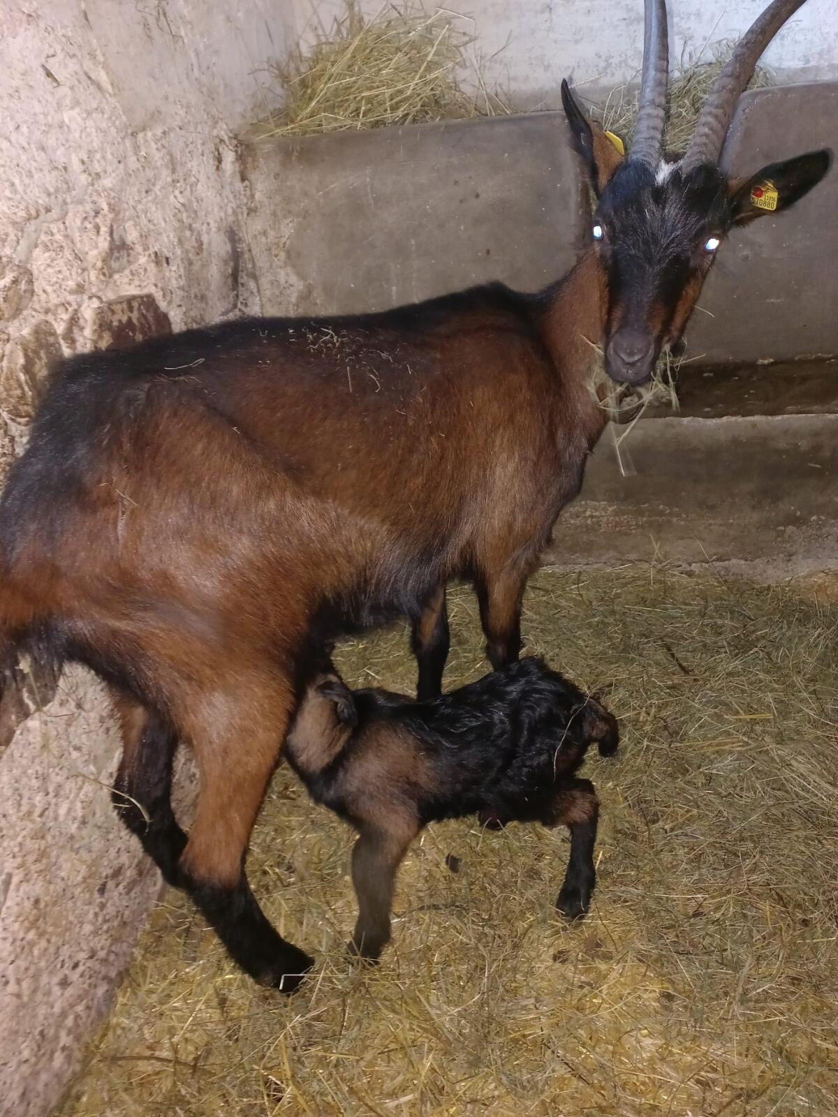 Ziege und Kitz 1