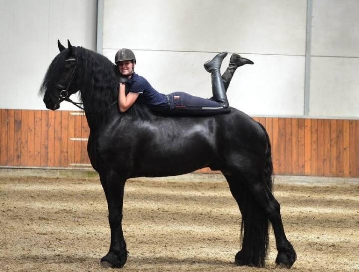 904 / 5,000 Friesenwallach – Dressurtalent sucht neues Zuha 1