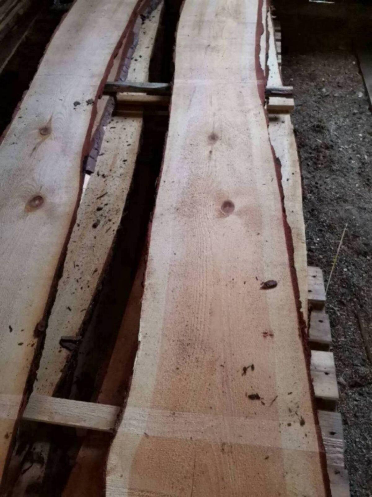 Waldviertler Fehra (Kiefer) 3