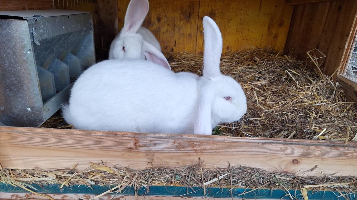 Riesen Mixe (viele Farben) 3