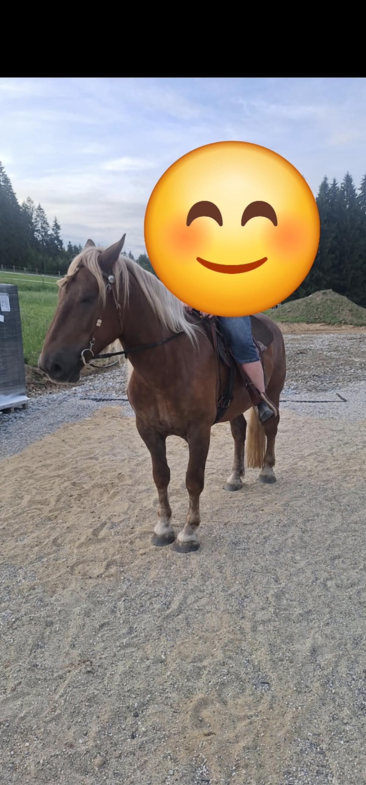 Mohrenkopfstute und Dunkelfuchswallach 3