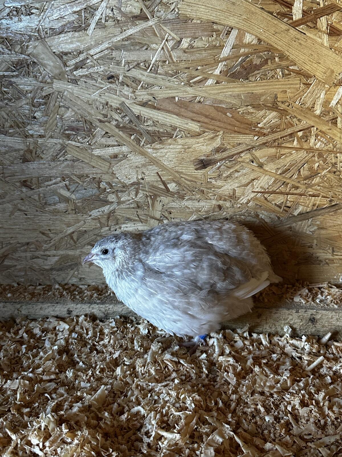 Celadon Wachtelhennen 3