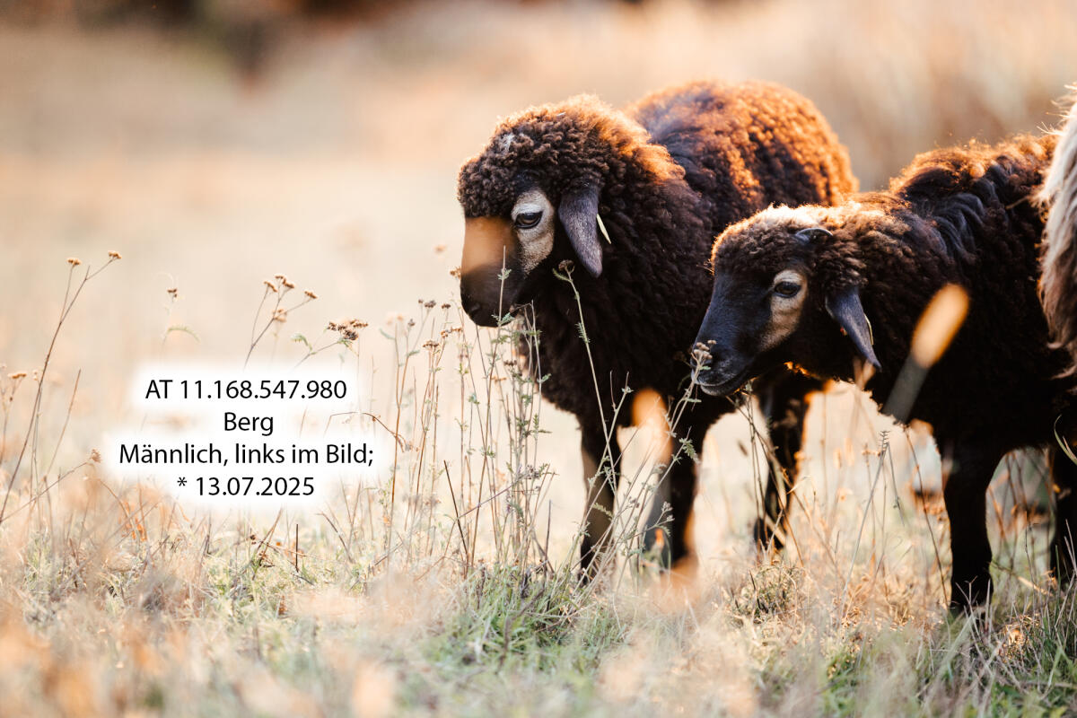 Krainer Steinschafe: Lämmer und Jungwidder aus HBZ 1