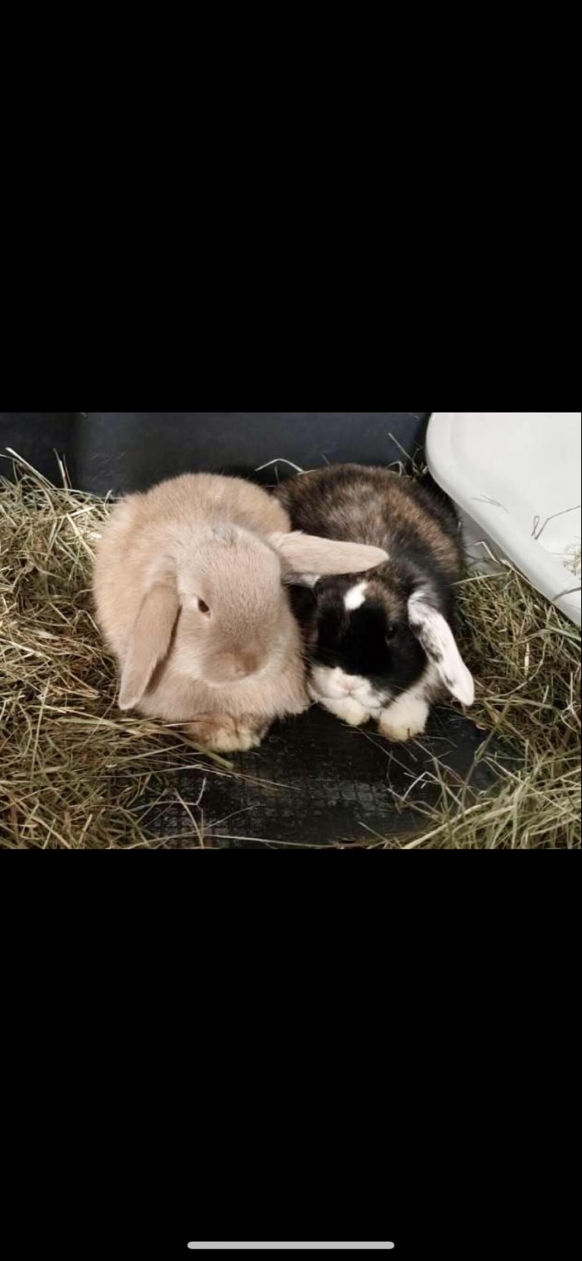 Pärchen Widderkaninchen 2