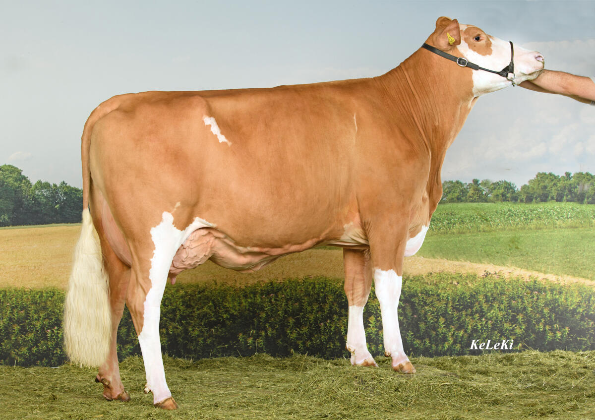 FV Zuchtstier hornlos 3