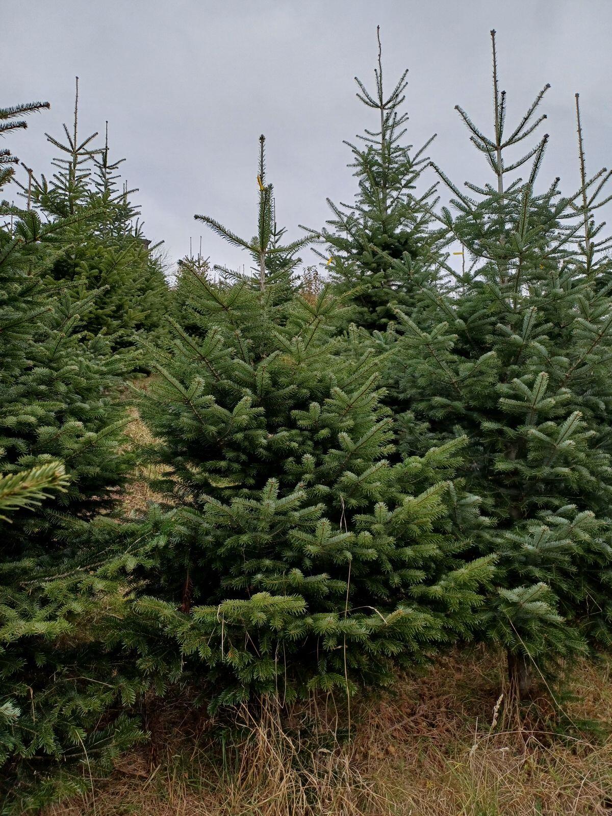 Reisig und Christbäume 2