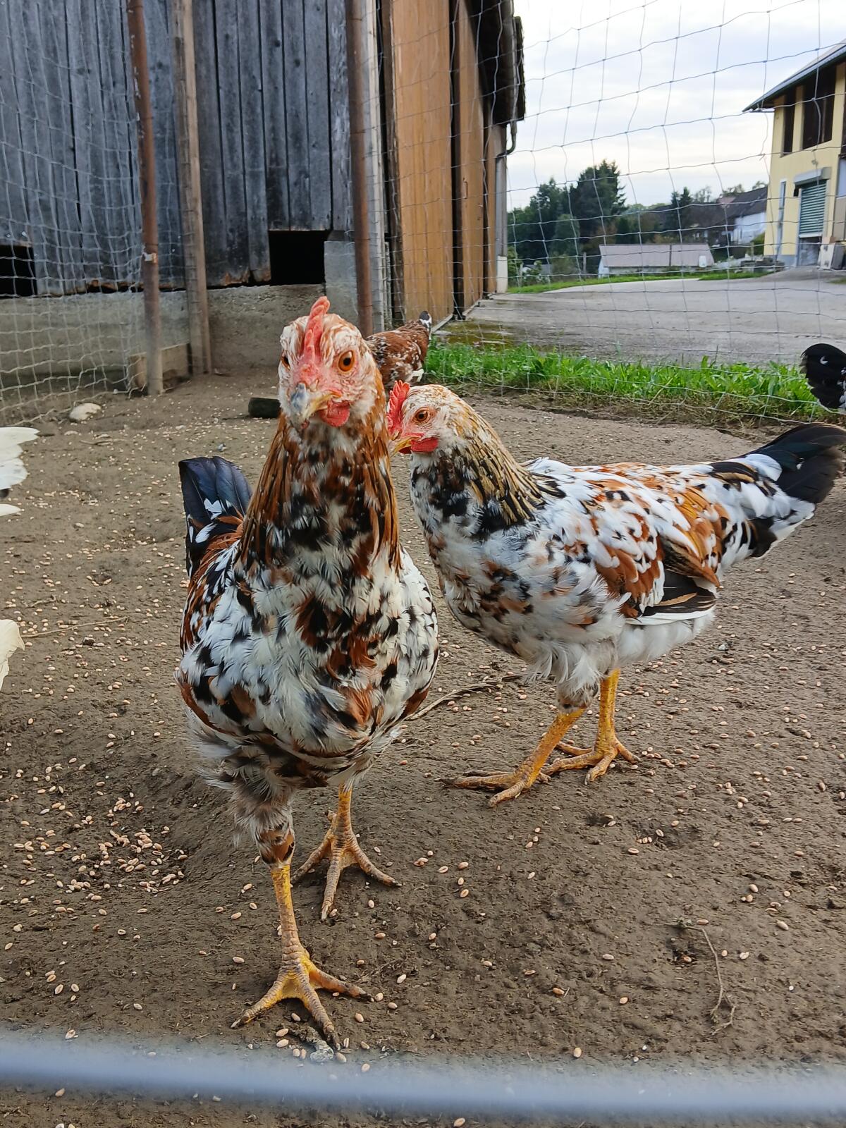 Junghähne Schwedisches Blumenhuhn 3