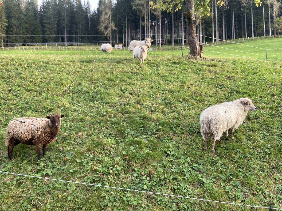 Verkaufe Quessantschaf-Widder 2
