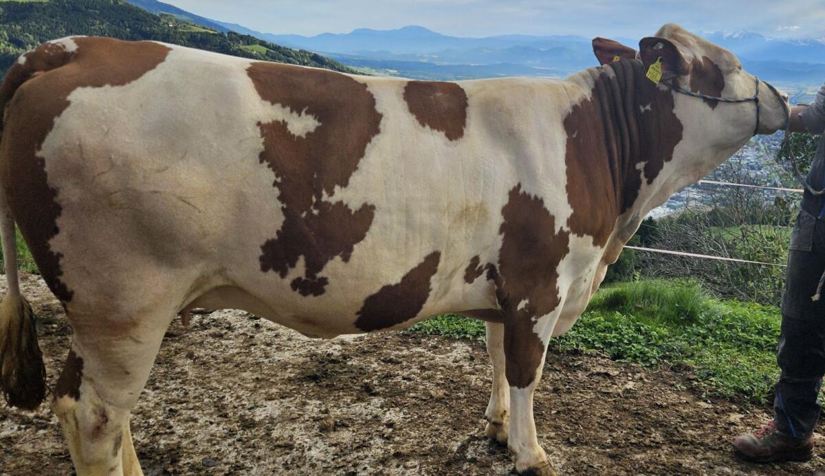 Trächtige Fleckvieh Zuchtkalbin 3