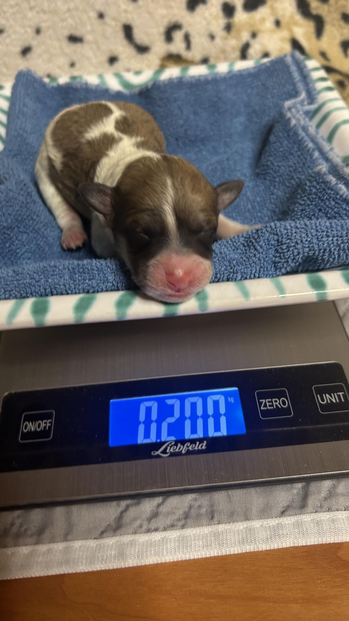 Bollipoo-Welpen, Bichonpoo-Welpen und Zwergpudel 2