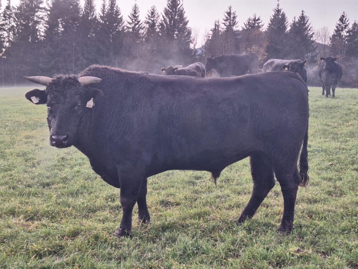 Wagyu-Stier 3