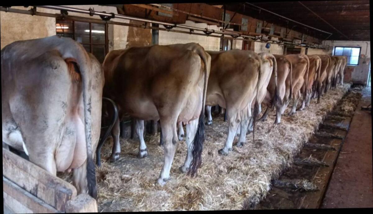 Brown Swiss Sprungstier 3