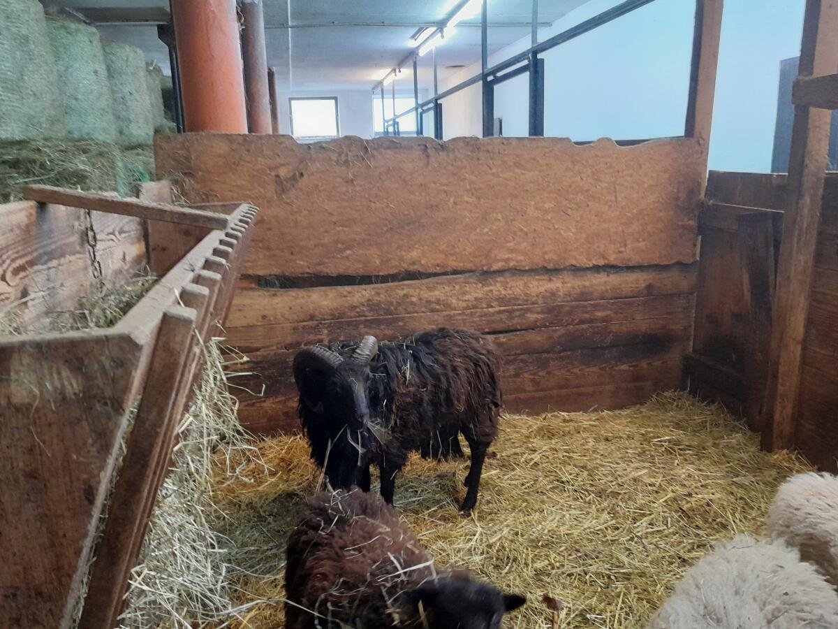 Zwergschaf - Widder tauschen/verkaufen 1