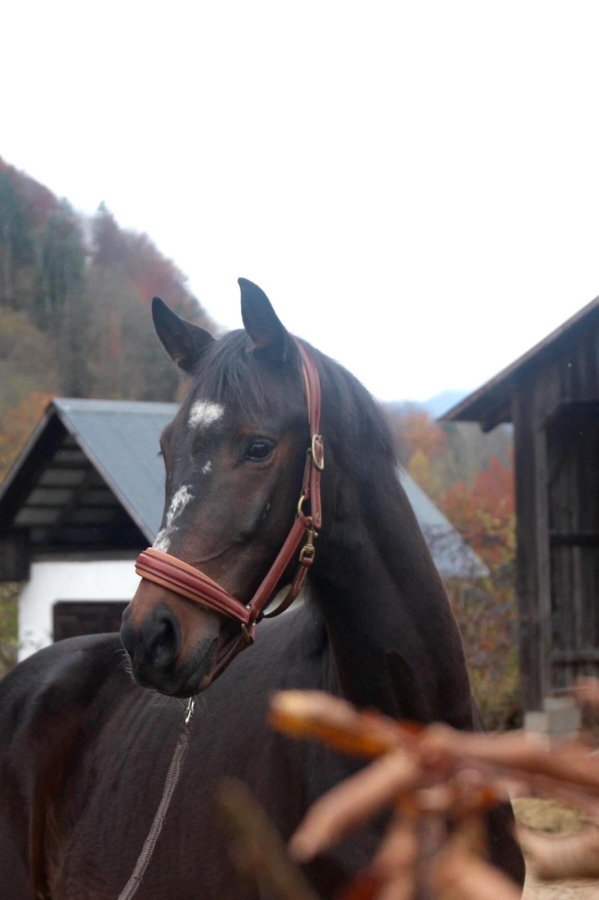Nachwuchspferd in wunderschöner Aufmachung 3