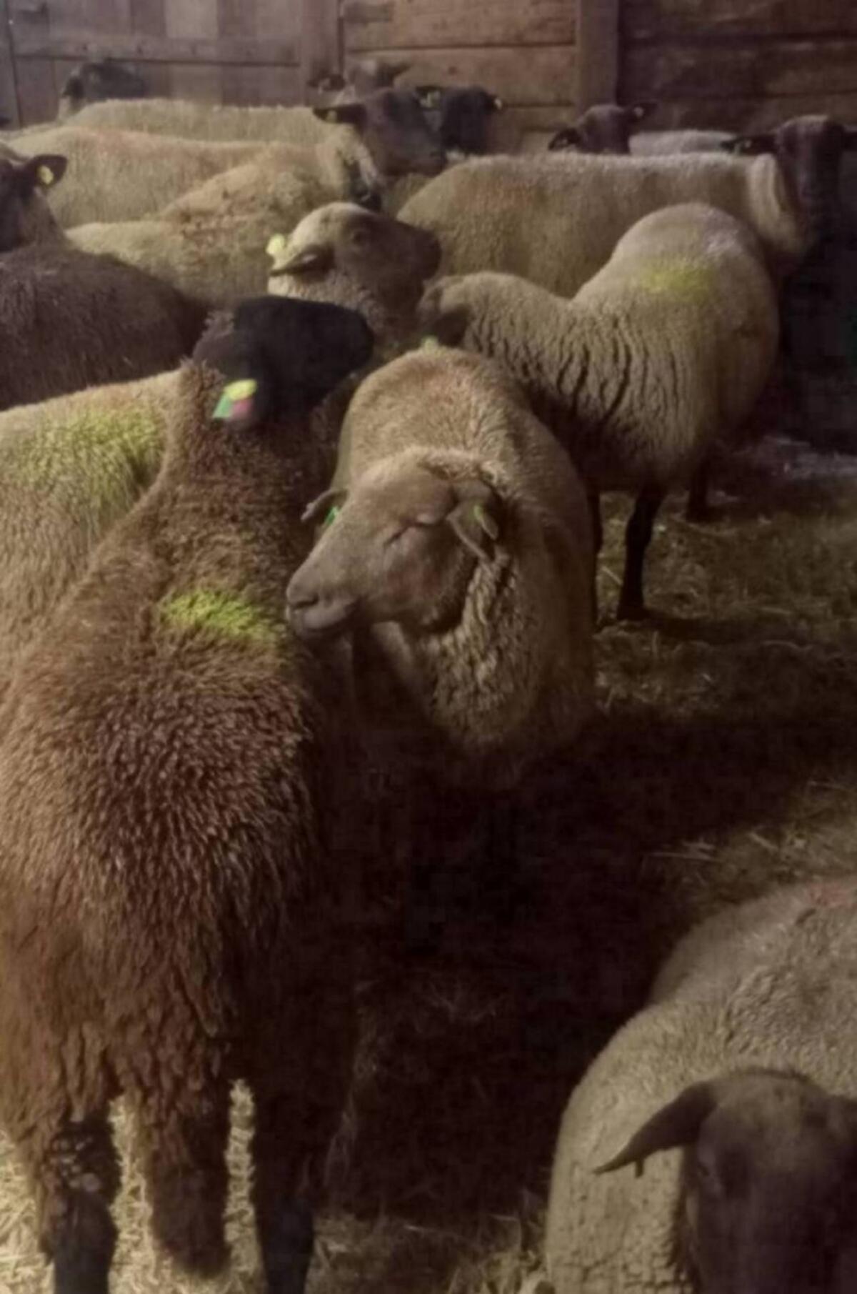 Kaufe ganzjährig Lämmer und Altschafe 1