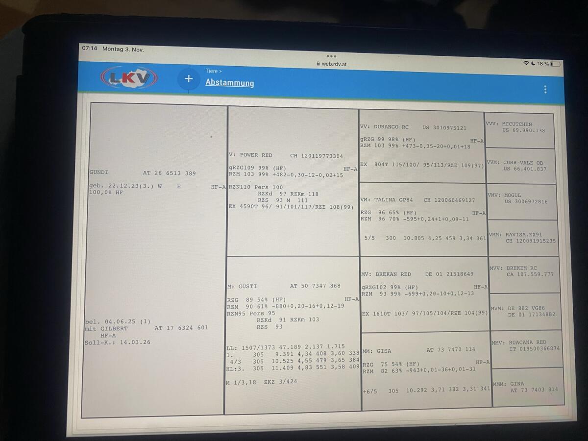 Rotbunte Kalbinnen trächtig 2