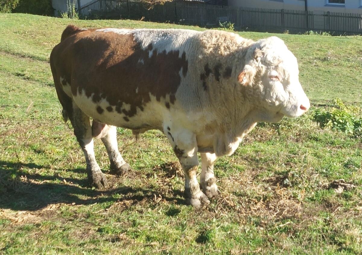 Ennstaler Bergschecken 3