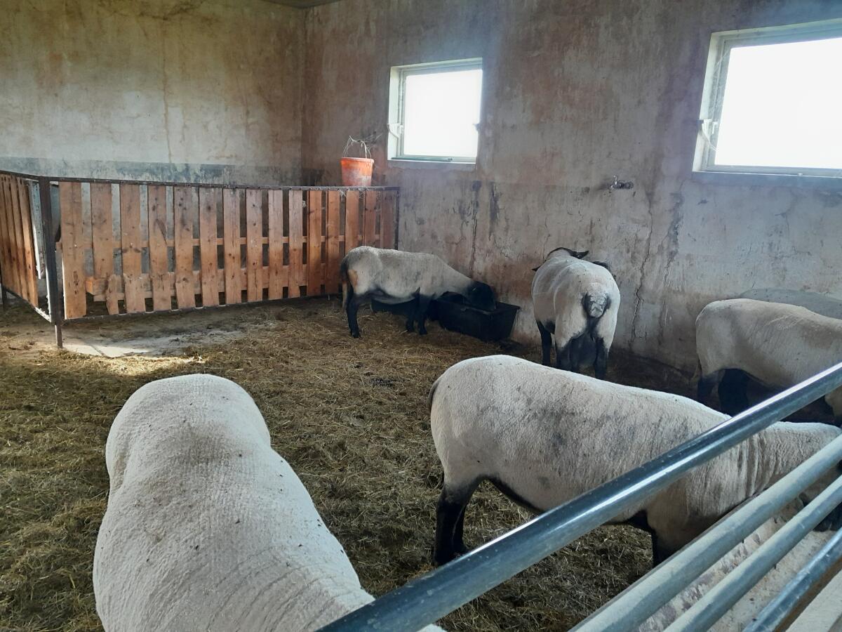 Verkaufe Schafherde 2