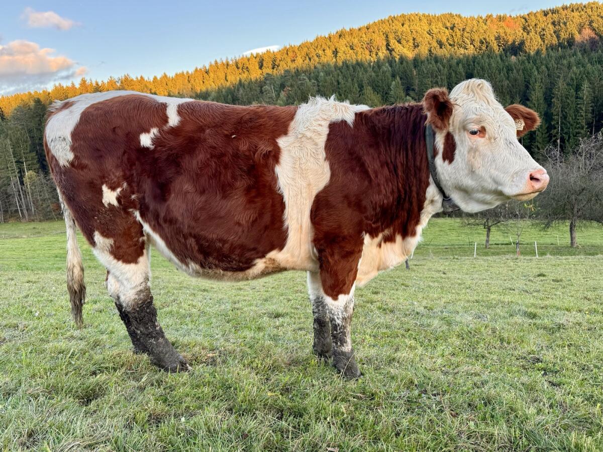 Trächtige Fleckvieh-Zuchtkalbin 3