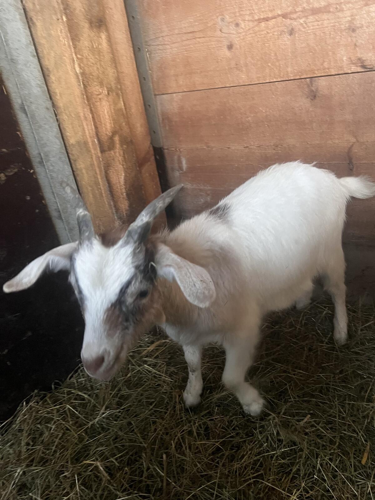 Burenziege x Blobe Geiß 3