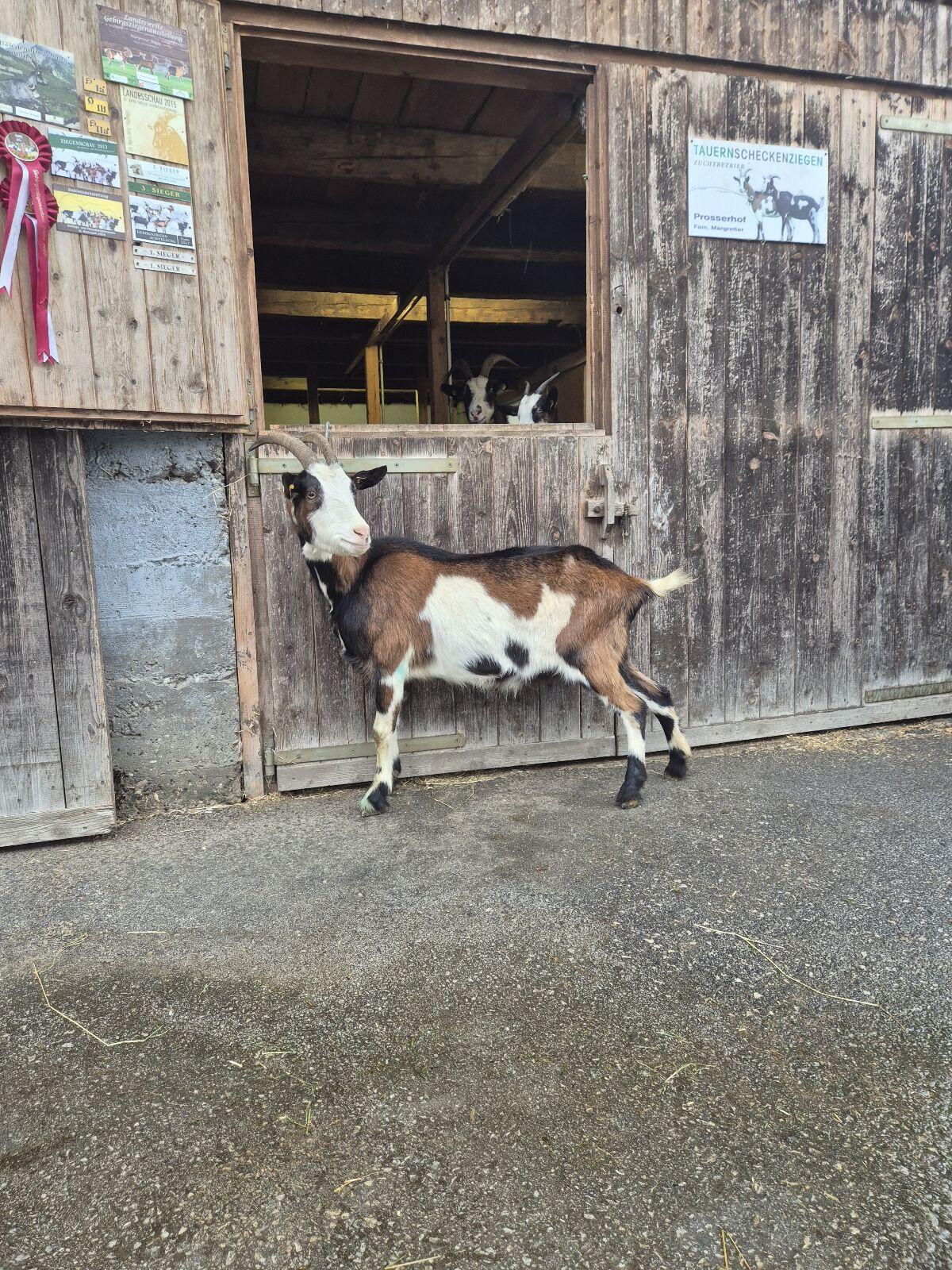 HB-Tauernscheckenziegen 2