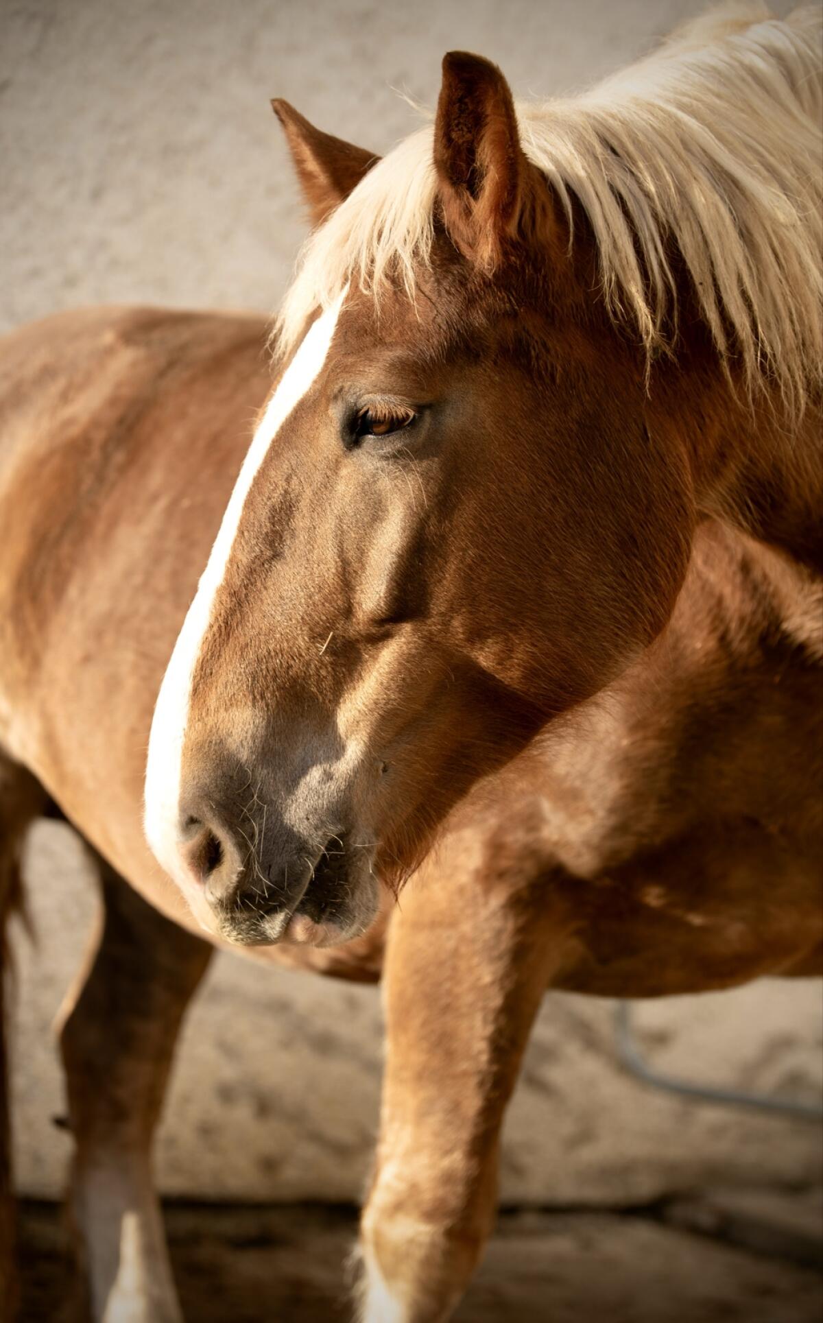Noriker Stute sucht neues Zuhause 1