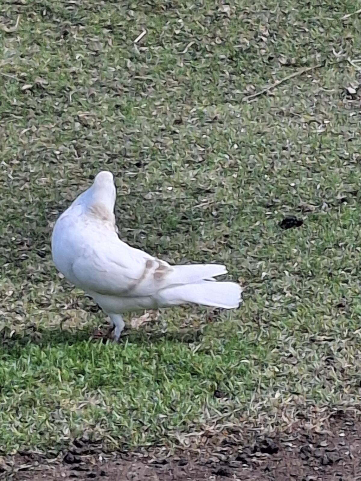 Schlesische Kropftauben 3