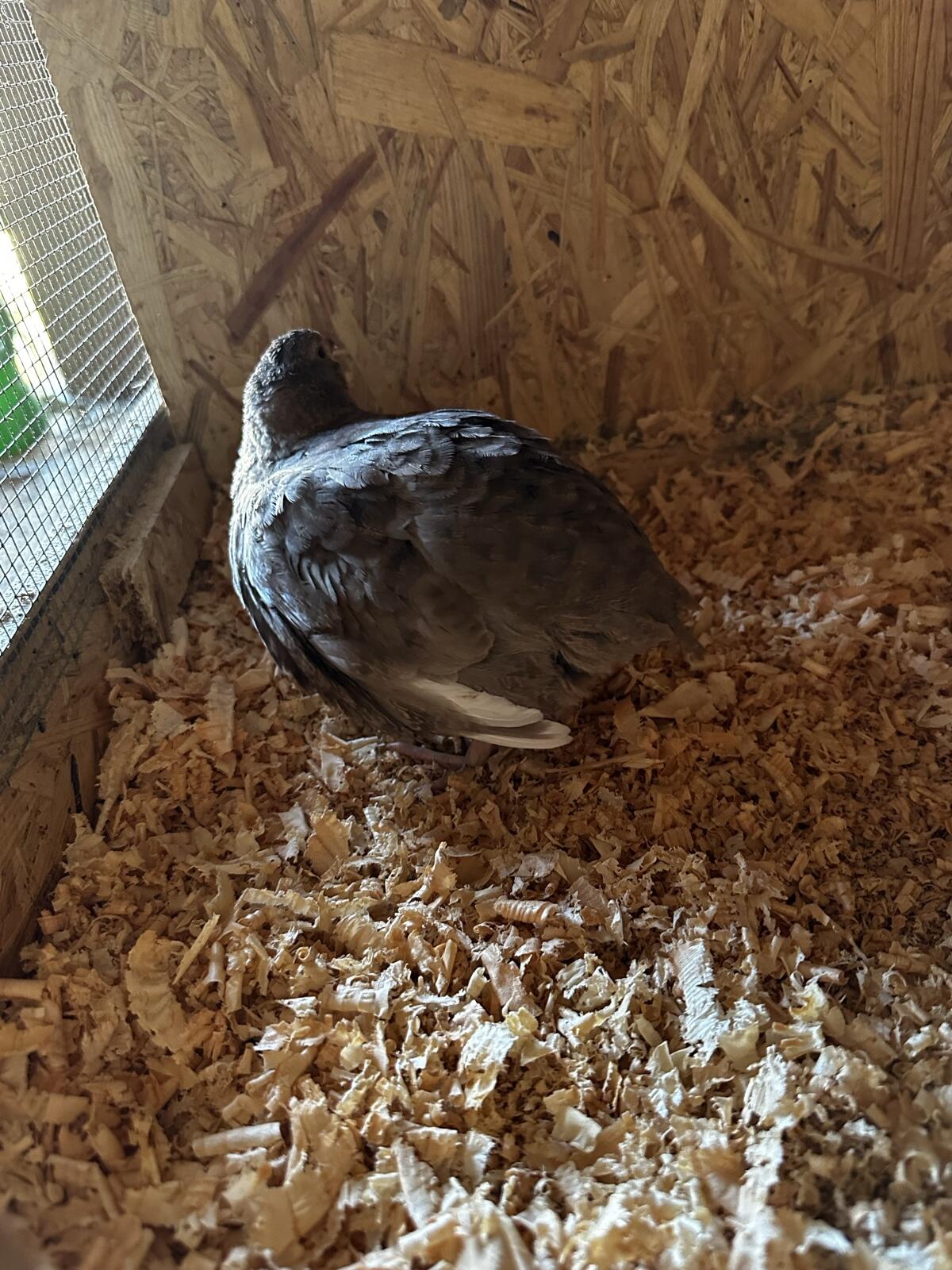 Celadon Wachtelhennen 1