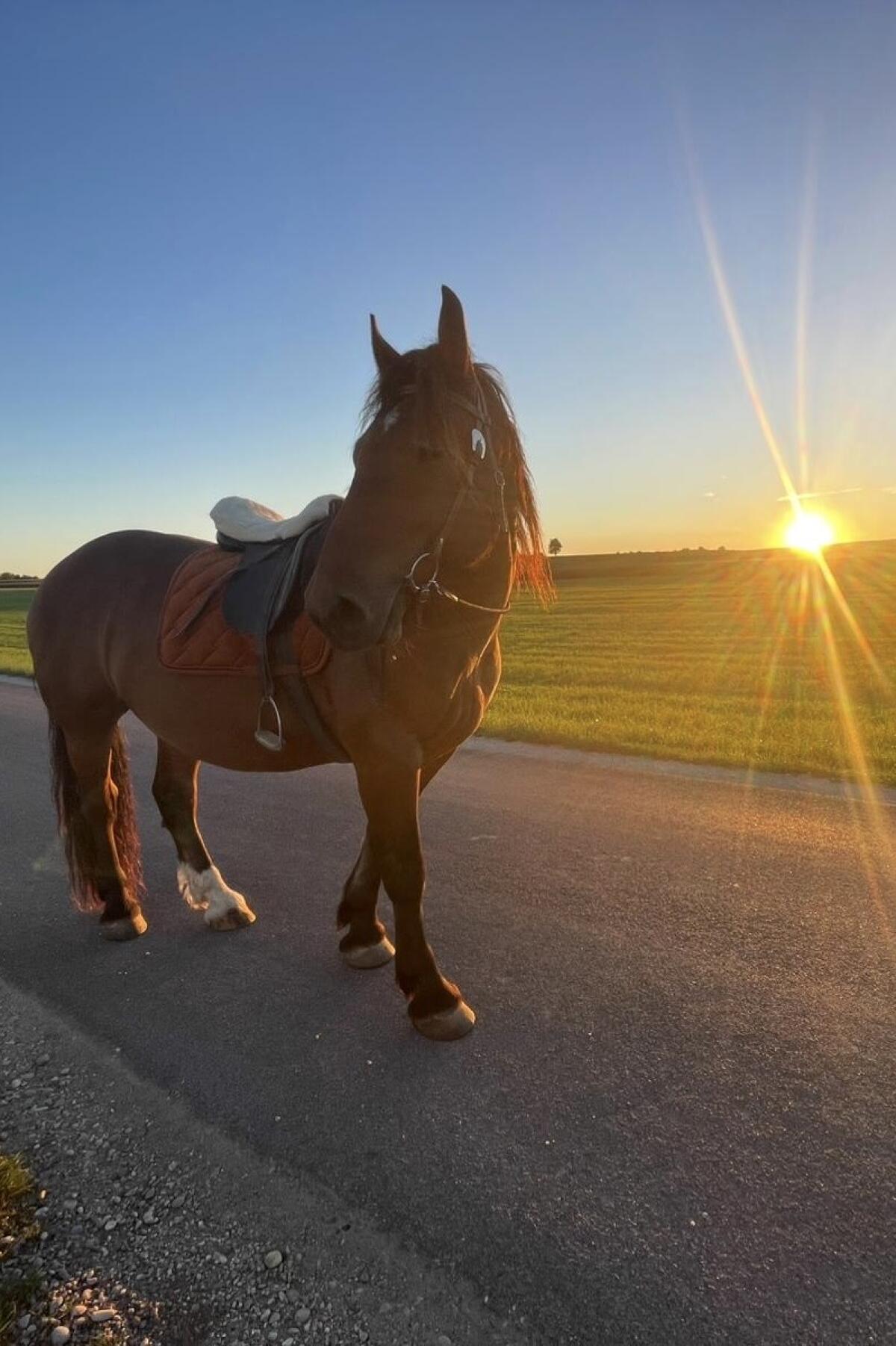 Noriker Wallach – Freizeitpferd mit solider Grundausbildung 1