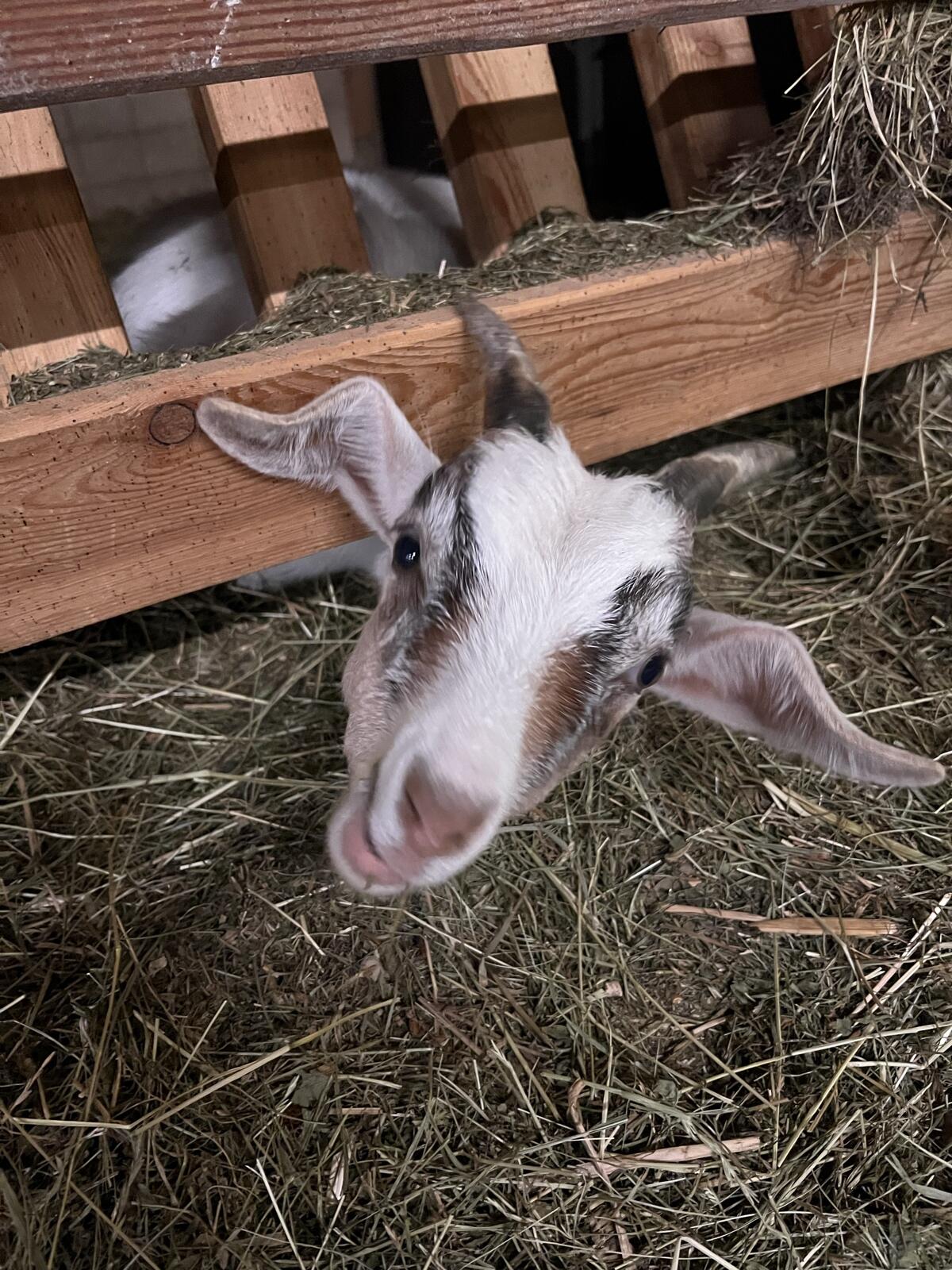 Burenziege x Blobe Geiß 1