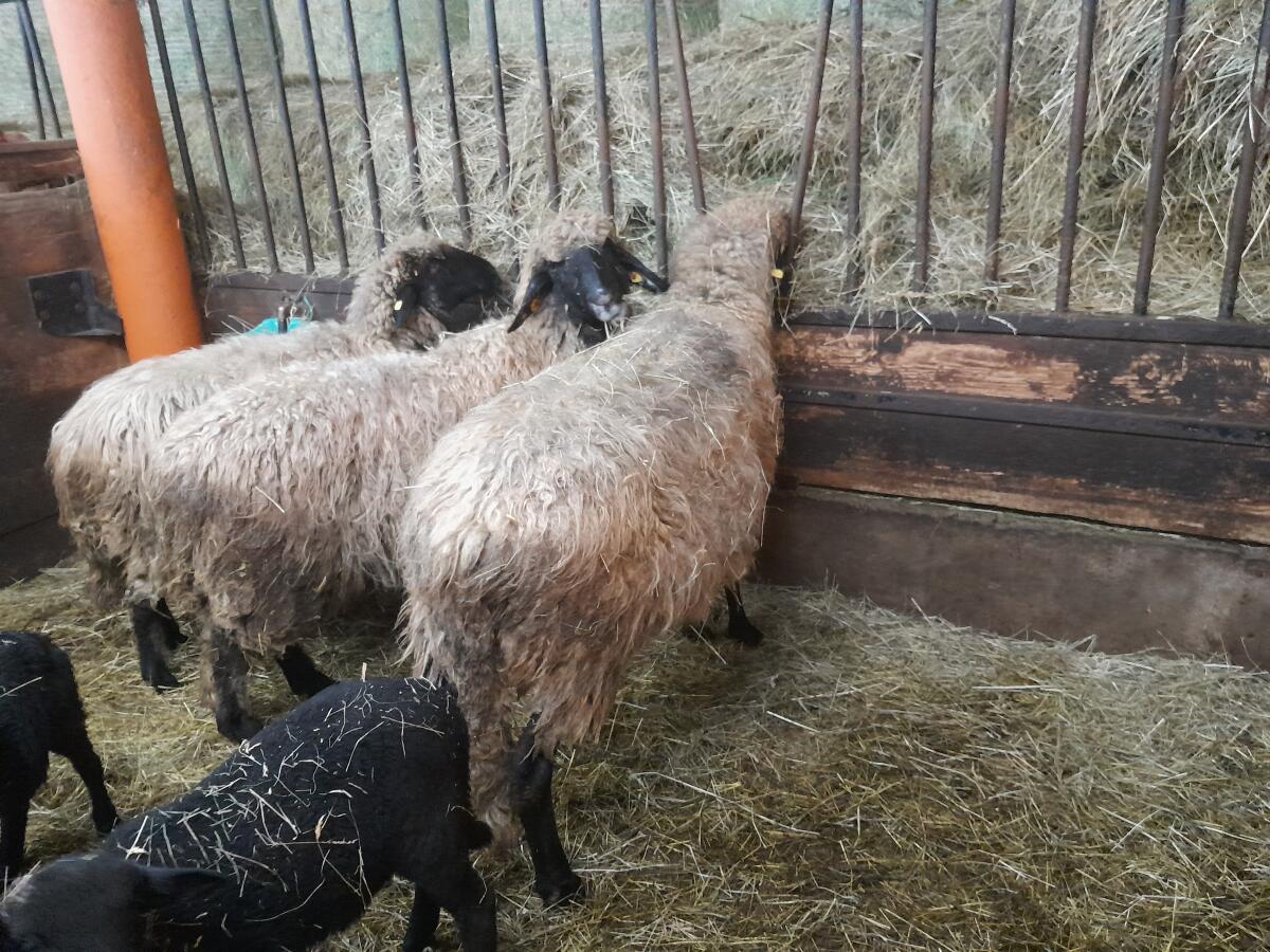 Steinschafe zu verkaufen 2