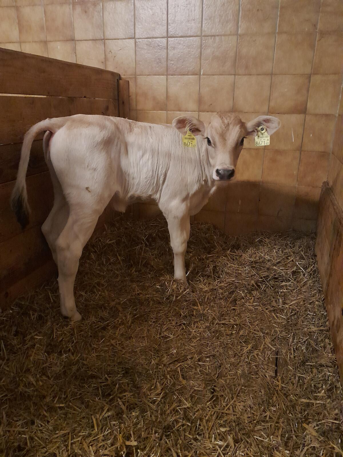 Braunvieh Zuchtkalb 1