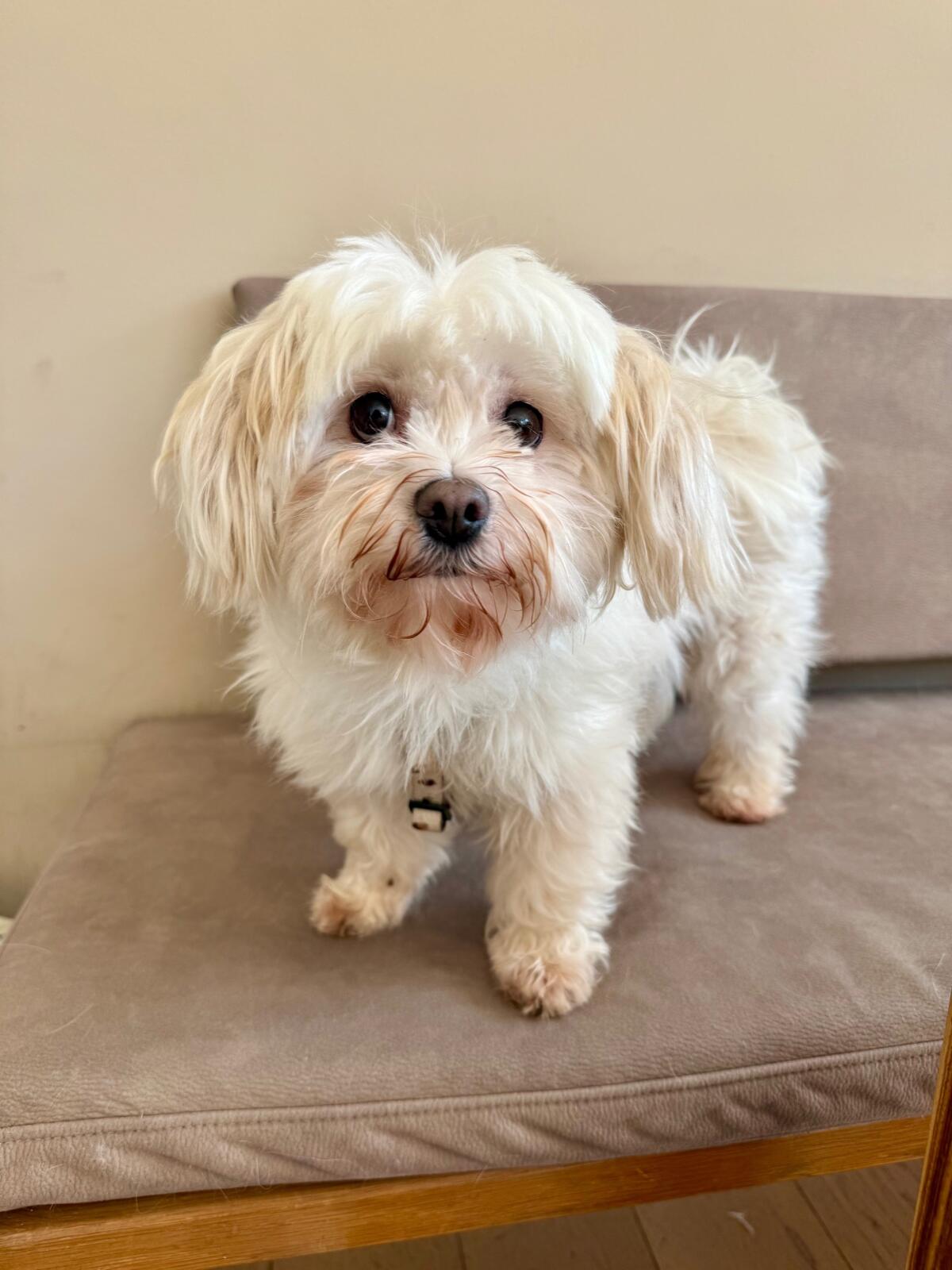 Malteser Hündin, 6 Jahre alt, sucht ein Körbchen 2