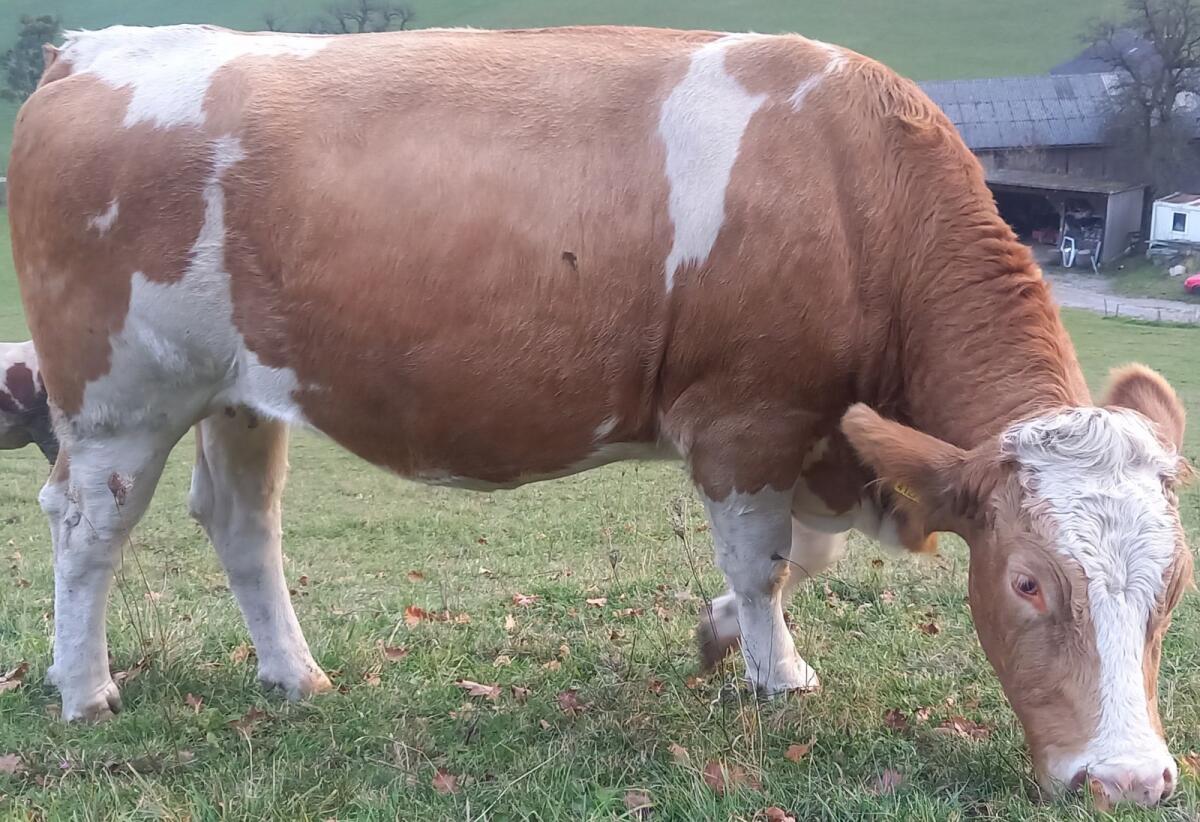 Trächtige Bio Fleckvieh Kalbin 2