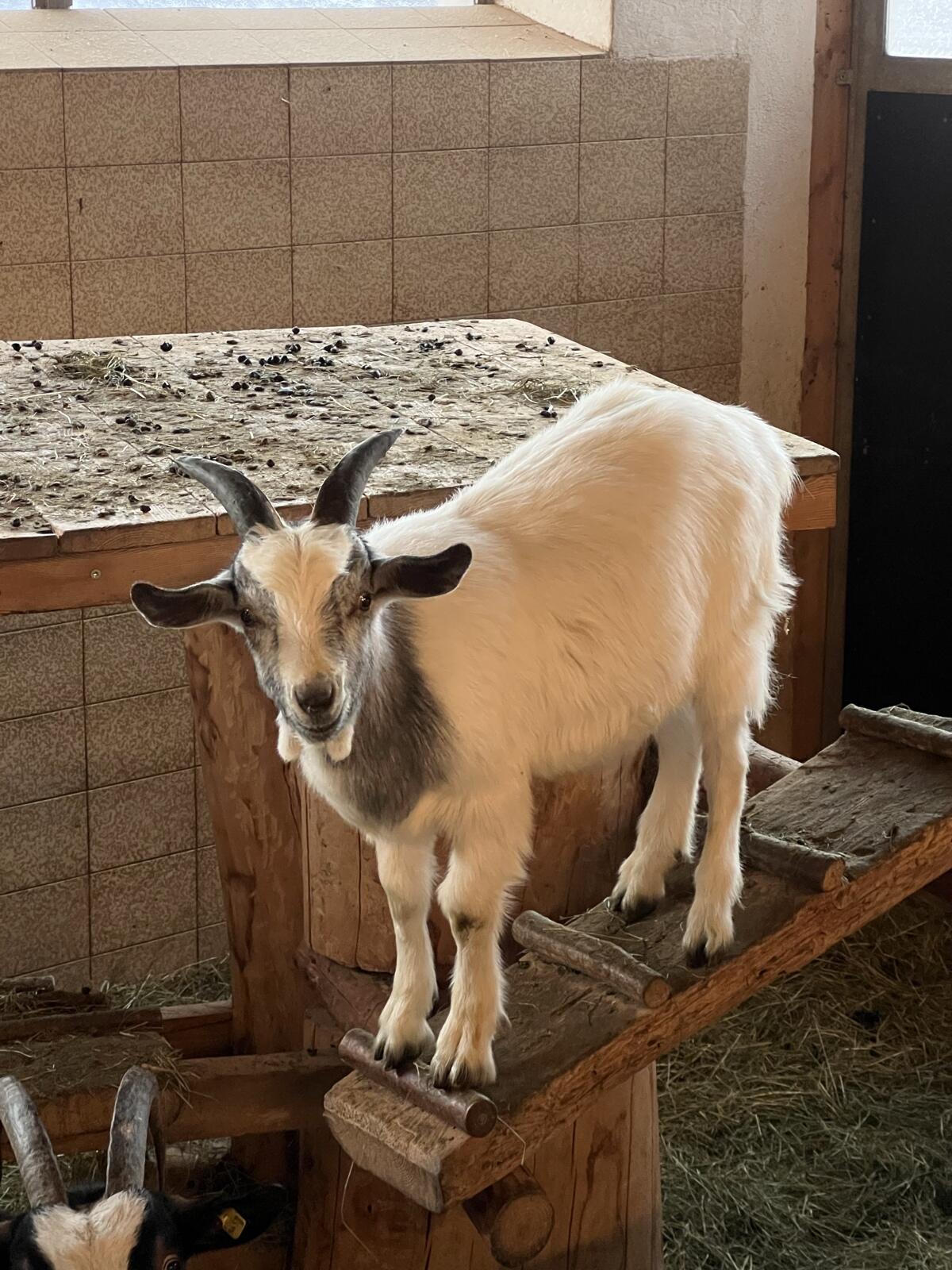 Burenziege x Blobe Bock 1