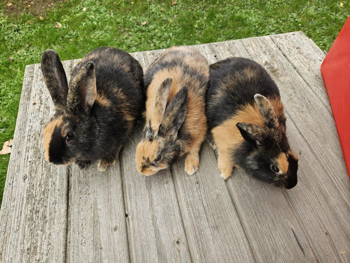 Japaner Kaninchen reinrassig 2