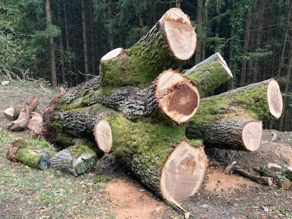 Alter Eichenstamm, mind. 300 Jahre 2