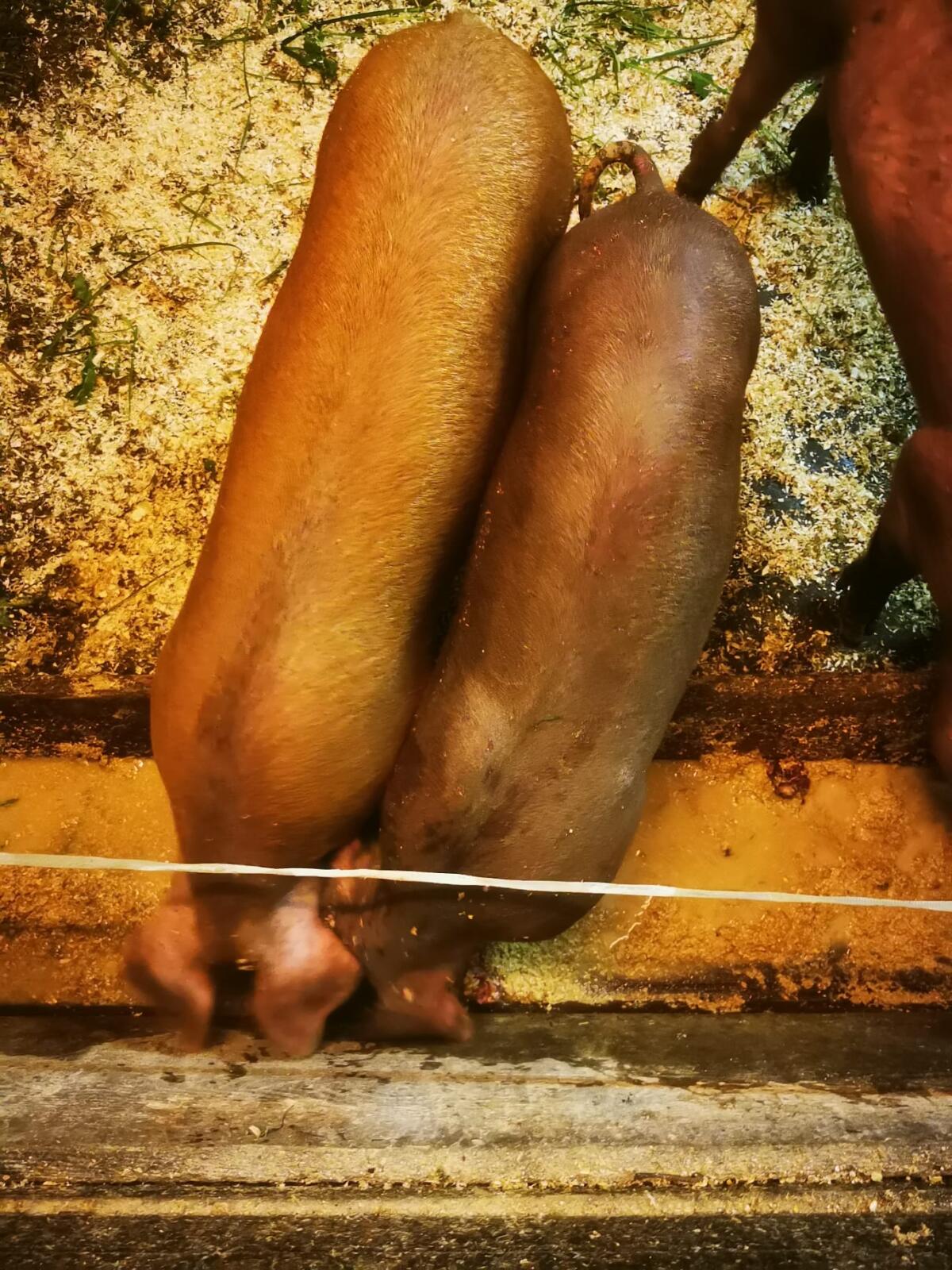 Robuste Duroc-Kreuzung Ferkel 1