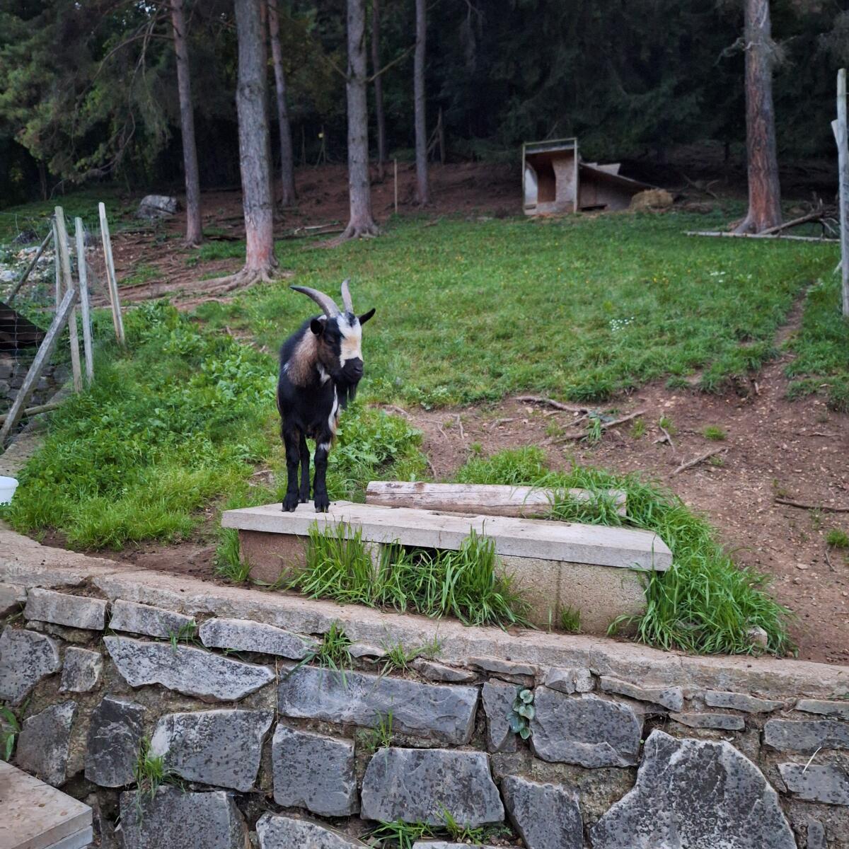 Verleihe zum Decken 1