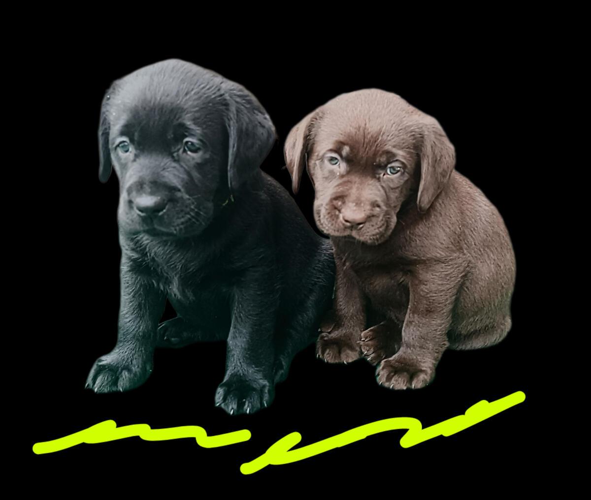 Wurfankündigung Dezember - Labradorwelpen in Schwarz 1
