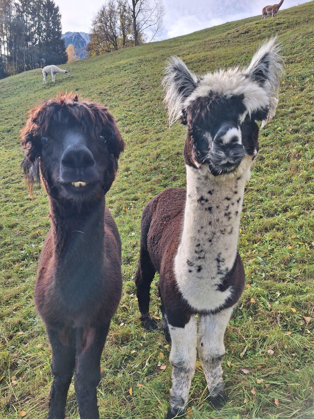Alpaka 1