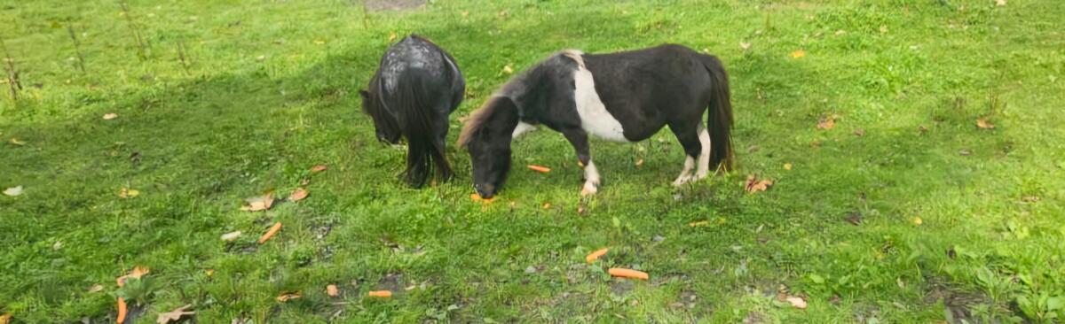 2 Minishetty-Stuten und gekörter Hengst zu verkaufen 1