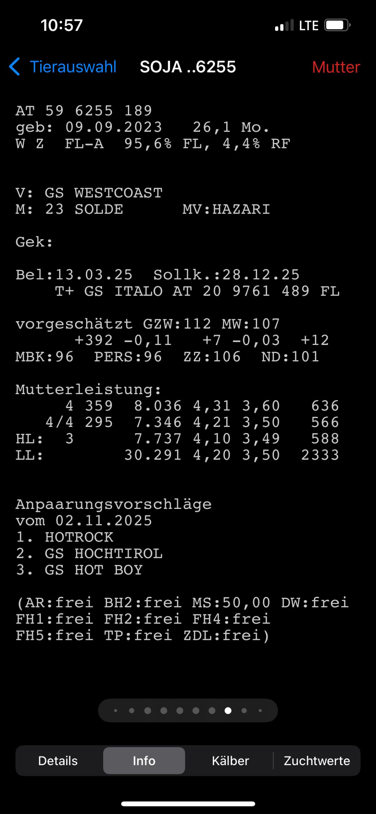 Trächtige Kalbinnen 3