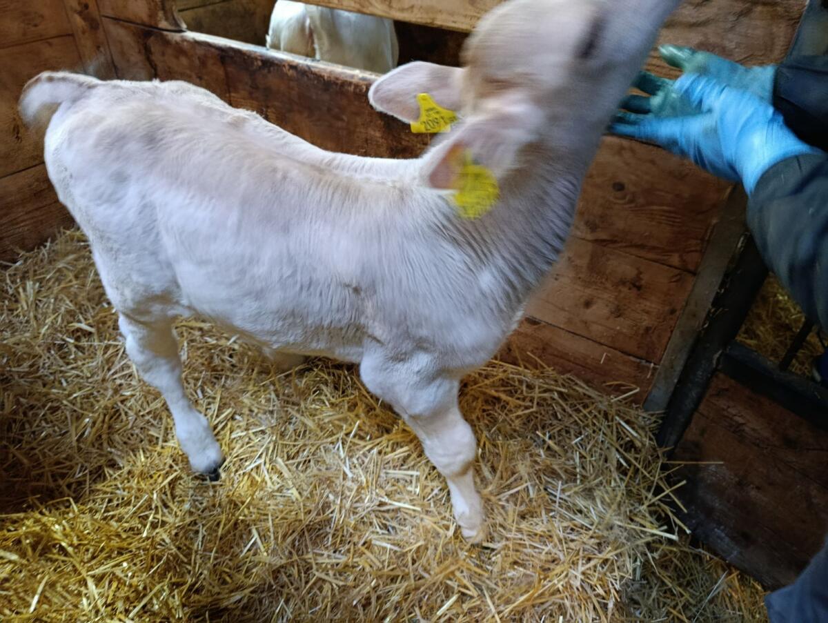 Bio Braunvieh Stierkalb 1